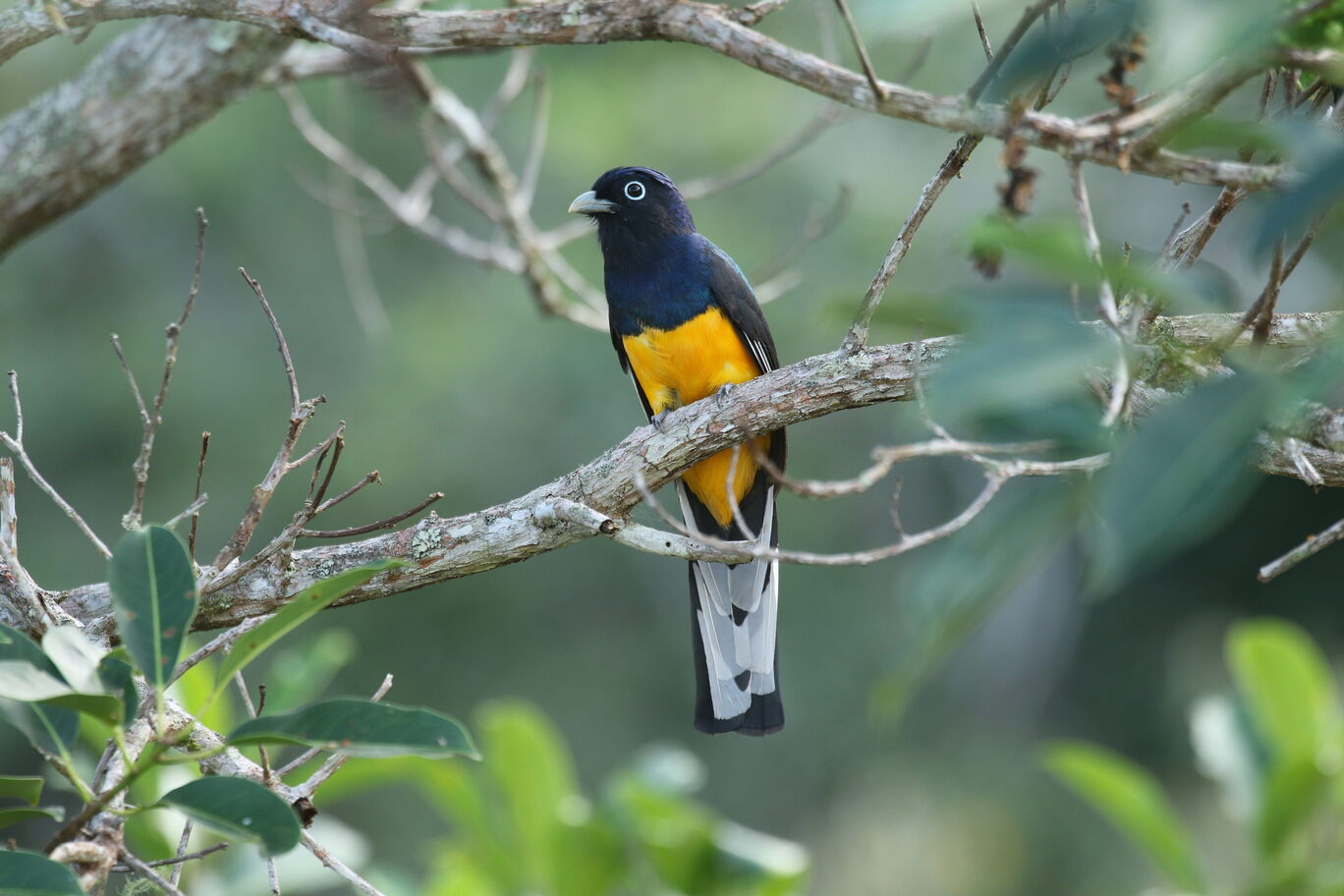 GREEN-BACK TROGON